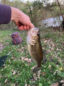 Largemouth Bass