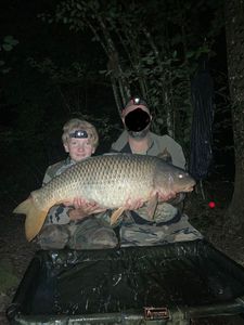 Common Carp