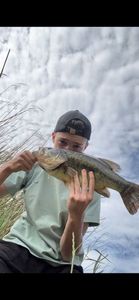 Largemouth Bass