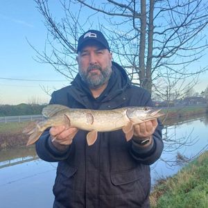 Northern Pike