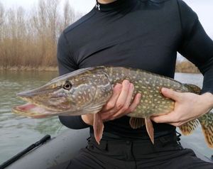 Northern Pike