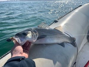 European Bass (Seabass)