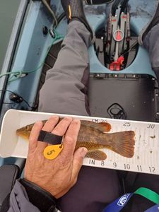 Ballan Wrasse