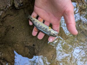 Brown Trout