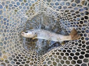 Brown Trout