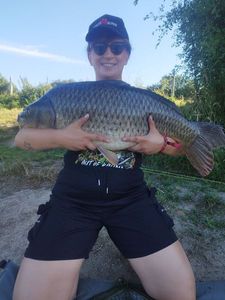 Common Carp