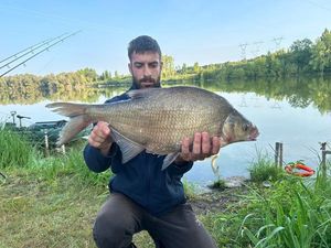 Common Bream