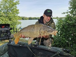 Common Carp