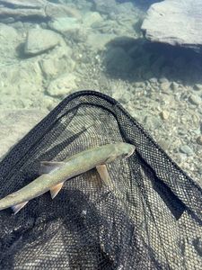 Arctic Char