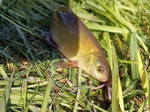 Tench