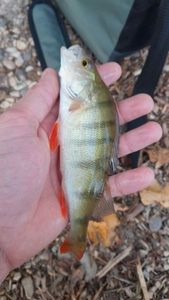 European Perch