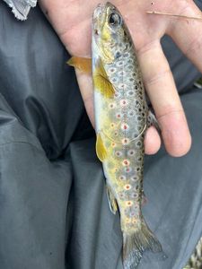 Brown Trout