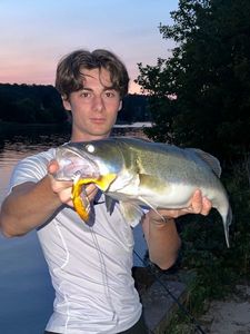 Zander