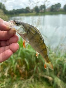 European Perch