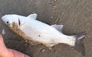 European Bass (Seabass)
