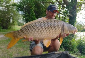 Common Carp