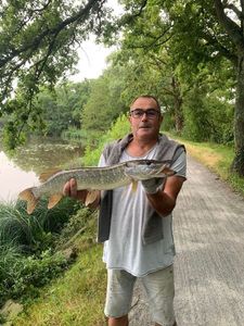 Northern Pike