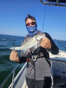 European Bass (Seabass)