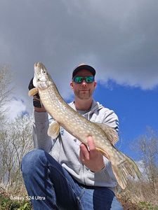 Northern Pike