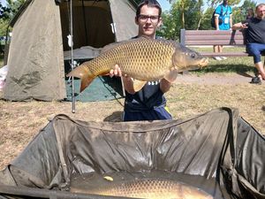 Common Carp