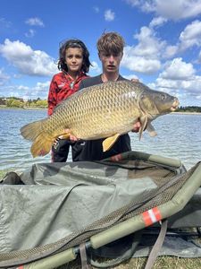 Common Carp