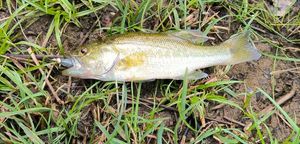 Smallmouth Bass