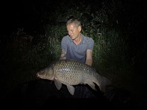 Common Carp