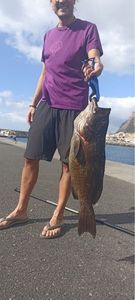 Brown Grouper (Dusky)