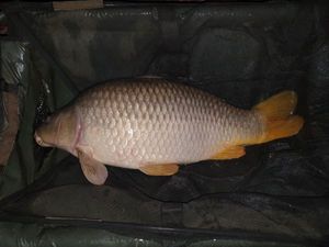Common Carp