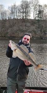 Zander