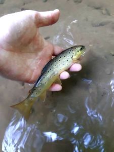 Brown Trout
