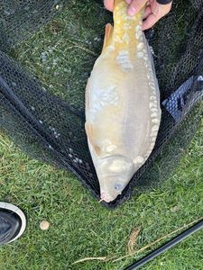Mirror Carp