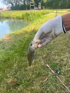 Largemouth Bass