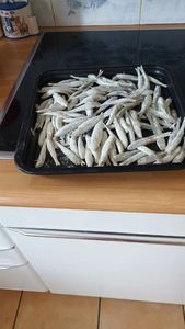 Smelt