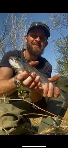 Brown Trout