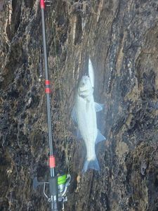 European Bass (Seabass)