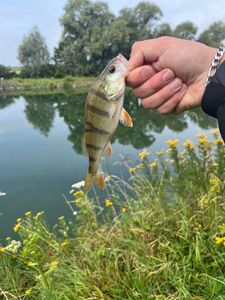 European Perch