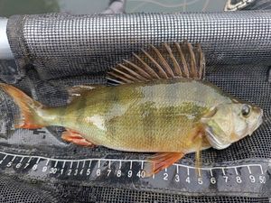 European Perch