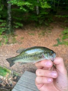 Smallmouth Bass