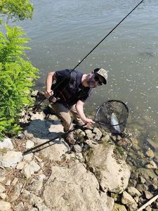Alewife