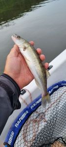 Zander