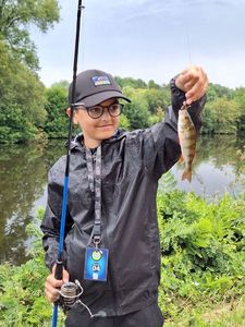 European Perch