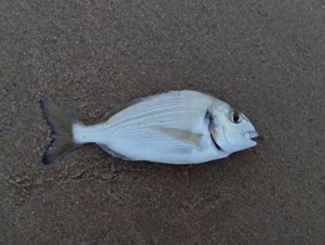 Gilthead Seabream