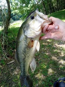 Largemouth Bass