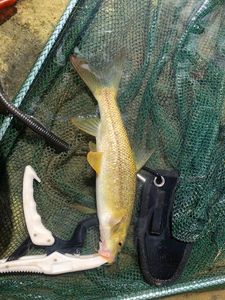 Barbel