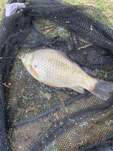 Crucian Carp