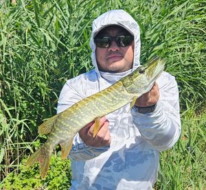 Northern Pike