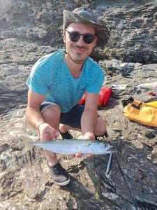 Mackerel