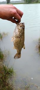 Largemouth Bass