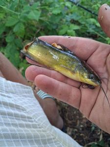 Black Bullhead